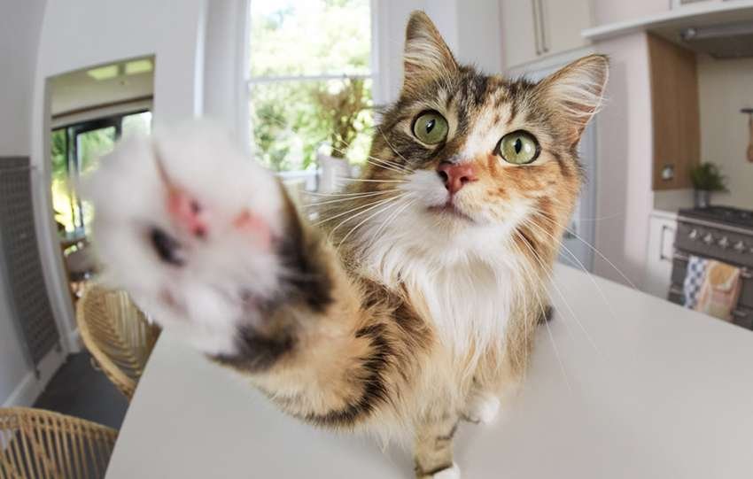 Sorveglia i tuoi animali domestici da remoto con le Pets Camera di Ring