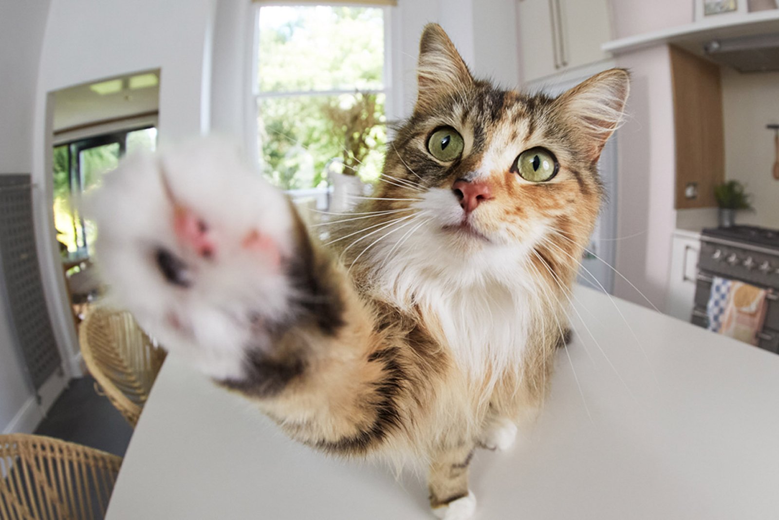 Sorveglia i tuoi animali domestici da remoto con le Pets Camera di Ring